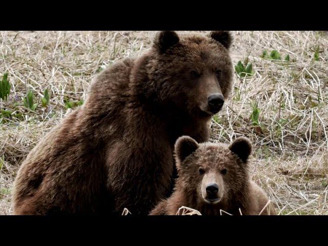 "Настоящая Камчатка" в ленте дня 18.05.2020