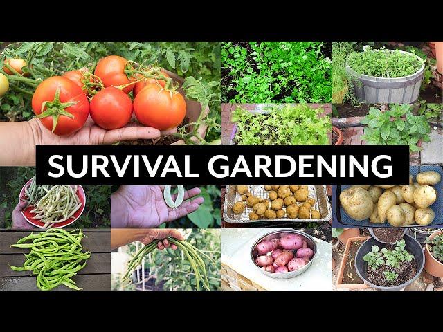 Survival Gardening - Top 5 Vegetables to grow in your garden in an apocalypse or crisis