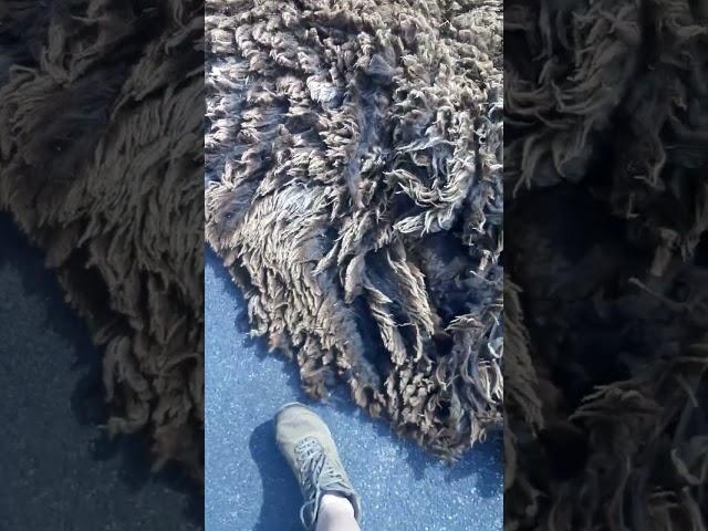 Christmas has a beautiful CVM fleece. Next up to scour today! #cvmsheep #rawwool #handspinners