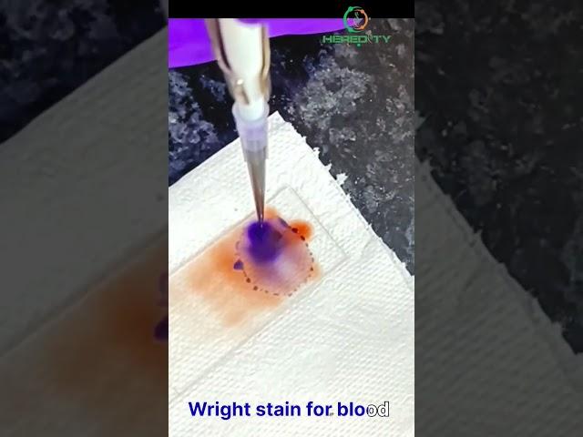 Wright stain for blood#youtubeshorts #hereditybioacademy #instagram