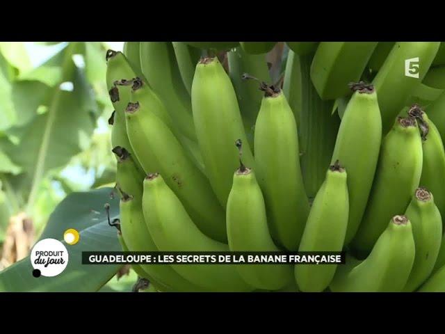 Guadeloupe : les secrets de la banane française