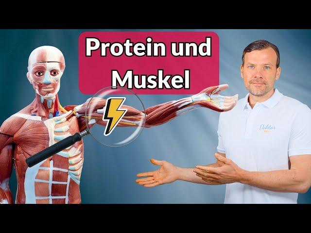 Protein für Muskelaufbau: Verstehe die Hintergründe!