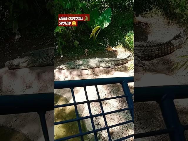 LARGE CROCODILE SPOTTED  #shorts #crocodile #crocodiles #alligator #vinchvlog