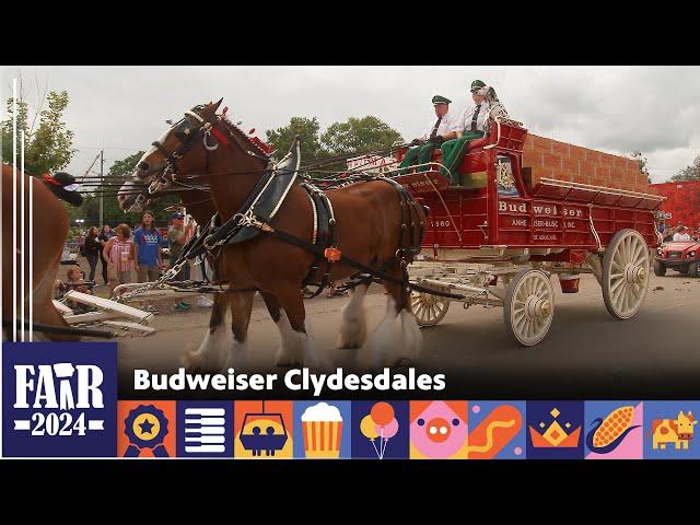 Budweiser Clydesdales – Fair 2024