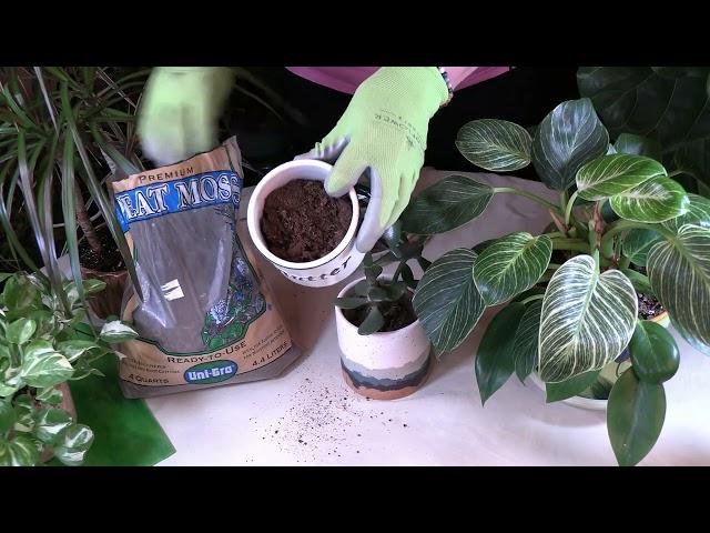 Peat Moss: Why This Soil Additive is Important to Growing Healthy Houseplants