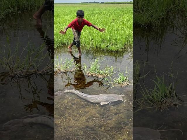 Amazing catfish fishing #shorts