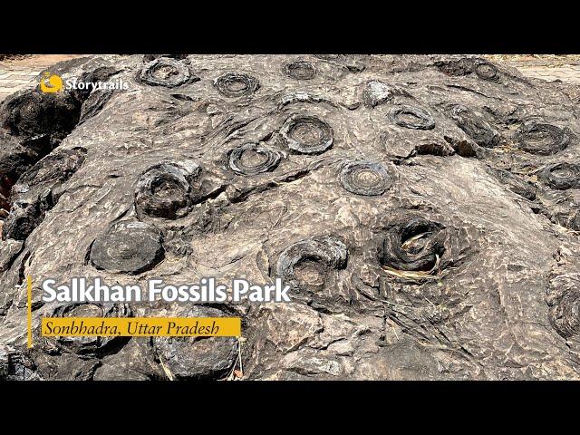 Salkhan Fossils Park