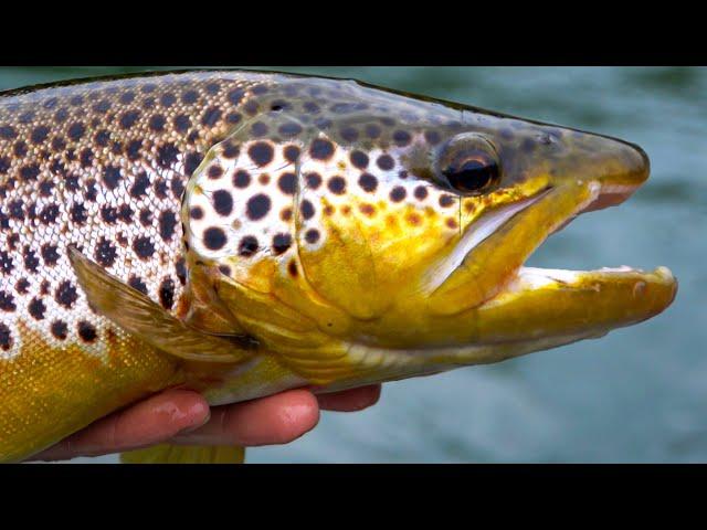 Fishing the BROWN TROUT Capital of the WORLD | Field Trips Arkansas