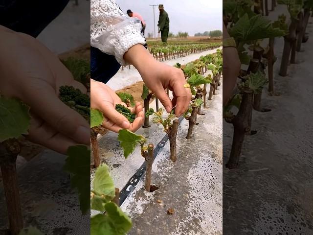 Grape Farming #satisfying #agriculture #farming