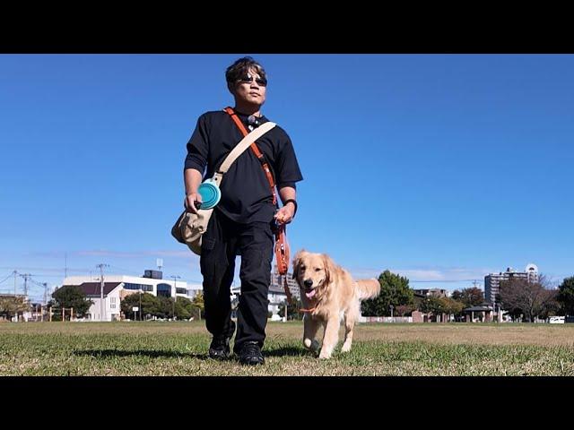 The amazing walk of a 9-month-old puppy. [Golden Retriever Japan]