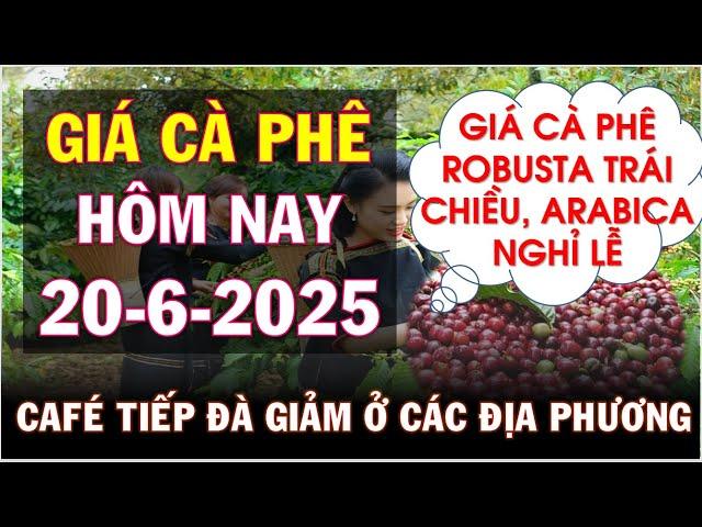 Giá cà phê hôm nay ngày 20/6/2025|Giá cà phê sụt giảm hướng mốc 100k
