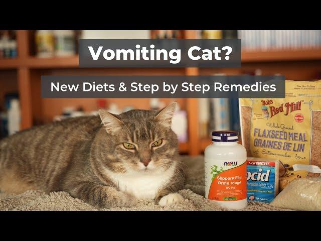 Cat Hairballs and Vomiting: New Diets & Step by Step Remedies