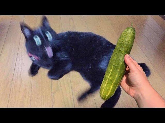 1 Hour of Funniest Animals 2023  New Funny Cats and Dogs Videos  Part 10