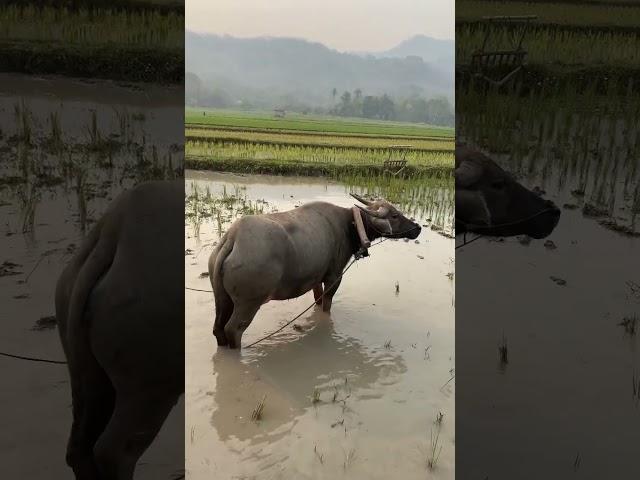A Sneak Peek at Luang Prabang's Best Sites