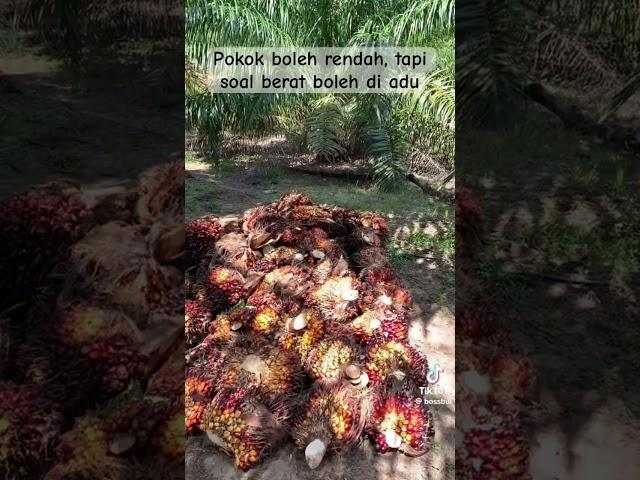 POKOK BUKAN SEMBARANG POKOK #lahansawit  #sawit #loading buah
