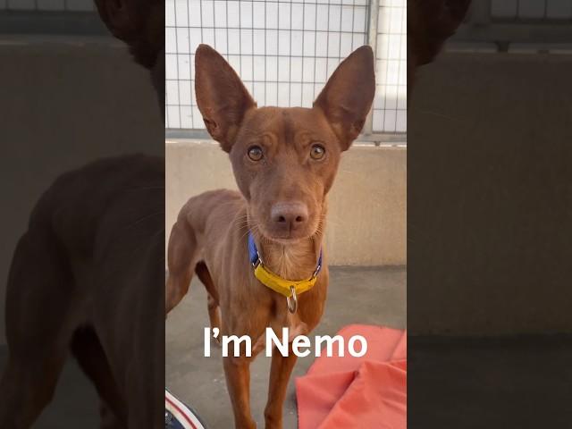 Nemo needs a home!