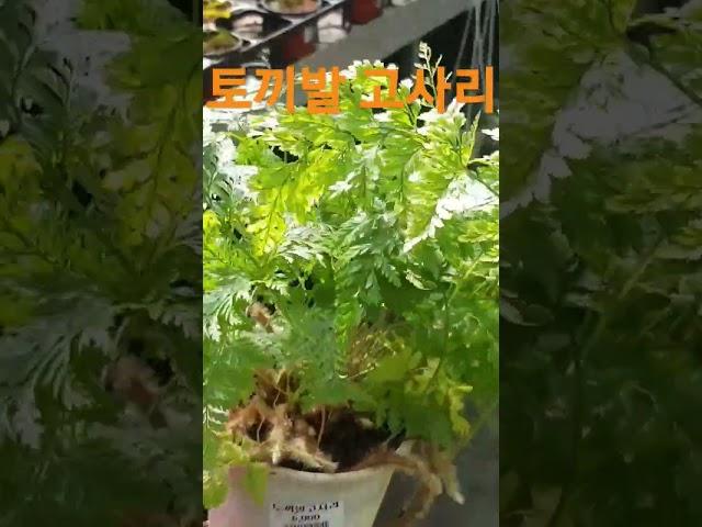 더그린가든센터 토끼발고사리