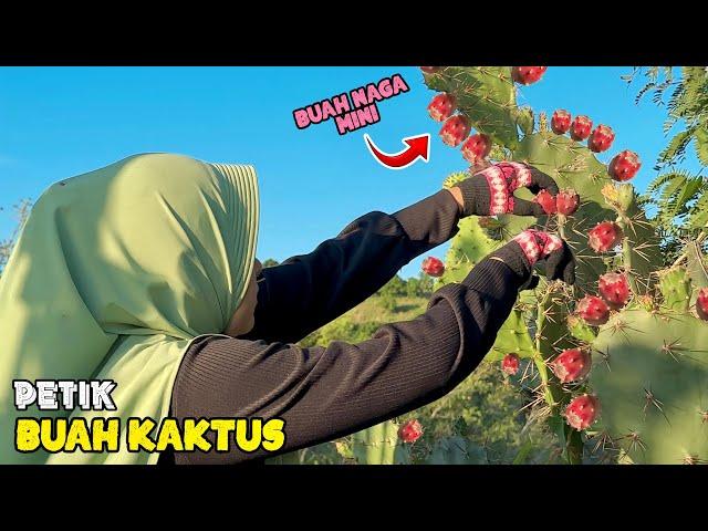 Petik buah kaktus di ladang | Membuat es buah kaktus