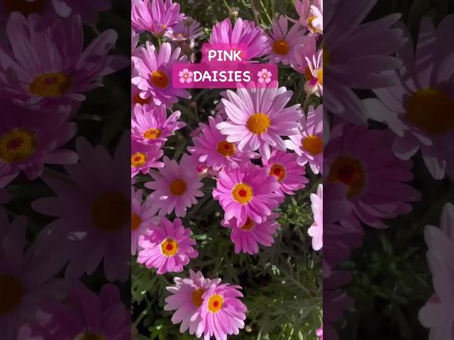 #pinkdaisies #daisies #flower #beautiful #pink #shortvideo #sydney #australia #wondering #nature