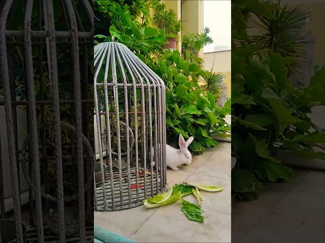 Terrace garden #flat #muscat #rabbit #gardendesign #pets