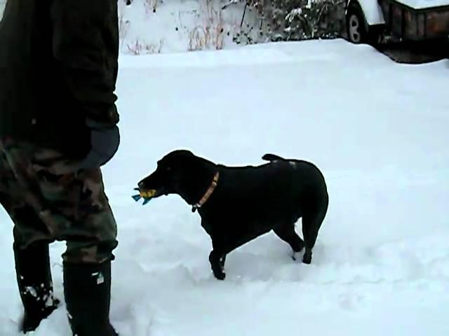 Lab: Kiki Playing In The Snow