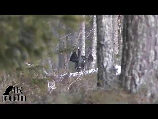 (1080HD)The Greatest Warrior(capercaillie) - rgz production