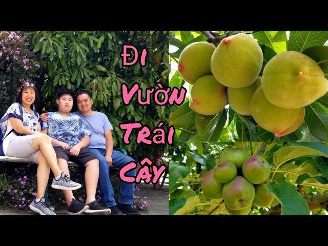 Nông thôn nước Mỹ: cây BƠ LÙN ngàn trái, vườn TÁO và nhà máy làm BÁNH TÁO