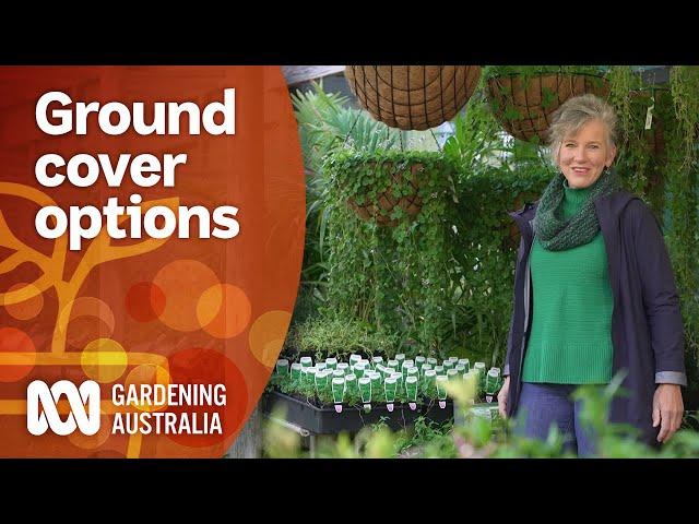 Native groundcover plant options for every garden environment | Gardening 101 | Gardening Australia