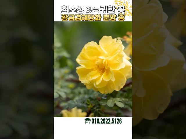황금겹해당화 이런색 해당화찾기 쉽지 않죠 희소성있는 식물 #가드닝 #정원 #정원꾸미기