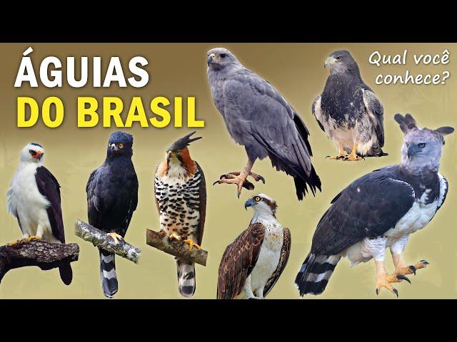 ÁGUIAS BRASILEIRAS: QUANTAS EXISTEM? Onde vivem? Qual a MAIOR ÁGUIA DO BRASIL?