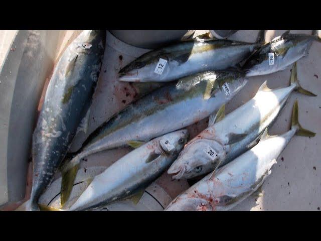 Using $10,000 of live baits to chum for SUSHI GRADE AMBERJACK? | Live chumming California Yellowtail