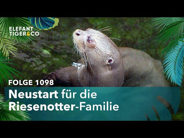 Neuer Riesen-Otter für den Zoo Leipzig! (Folge 1098) | Elefant, Tiger & Co. | MDR