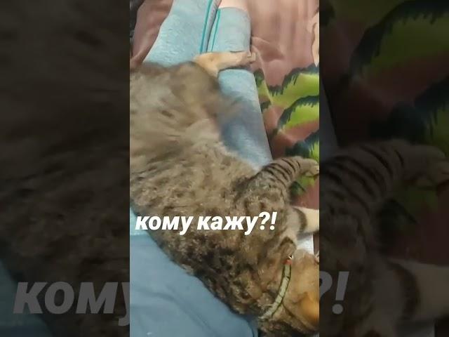 дістати кота #youtube #влог #українськийблогер #блогукраїнською #кот #asmr #cat #kitten #котик