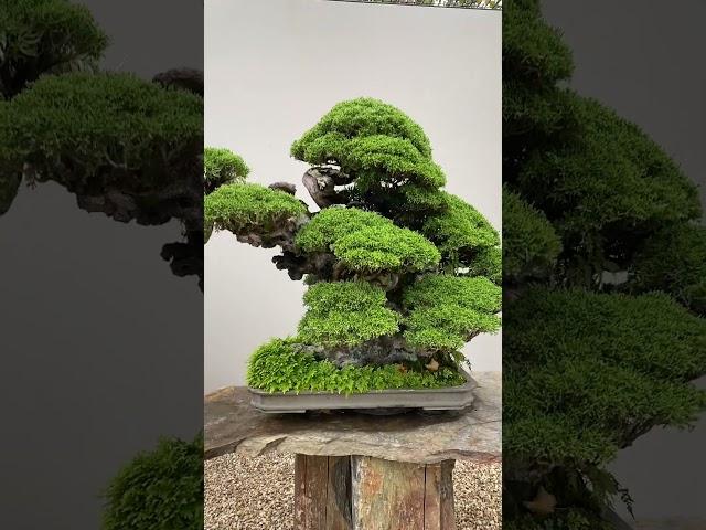 Bonsai trees - THE BEST! #bonsai #art