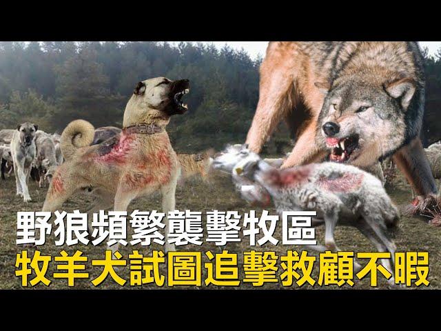 野狼頻繁襲擊牧區，殺戮進行的悄無聲息，牧羊犬試圖追擊救顧不暇#動物世界 #野狼#家畜#牧羊犬#Animal World #Wild Wolf #Sheepdog