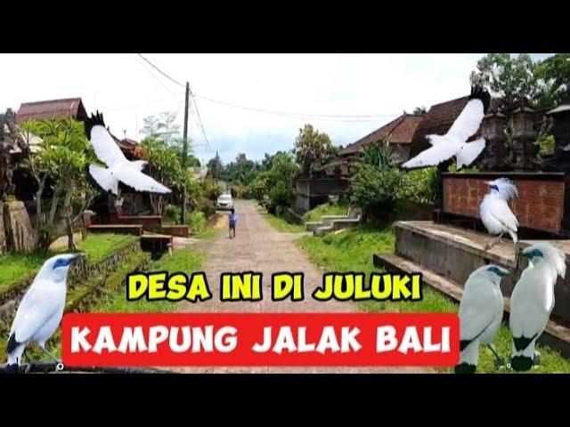 LUAR BIASA!!! jalak bali hidup tenang dan nyaman di desa ini