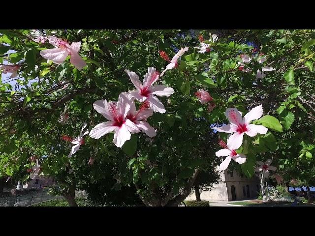 Corfu Museum of Asian Art | St Michael & St George Palace