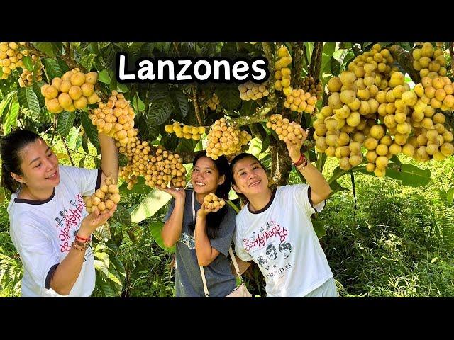 Grabe ang daming hinarvest na Lanzones at namakyaw kami ng Lanzones | LANZONES FARM ORRIENTALMINDORO