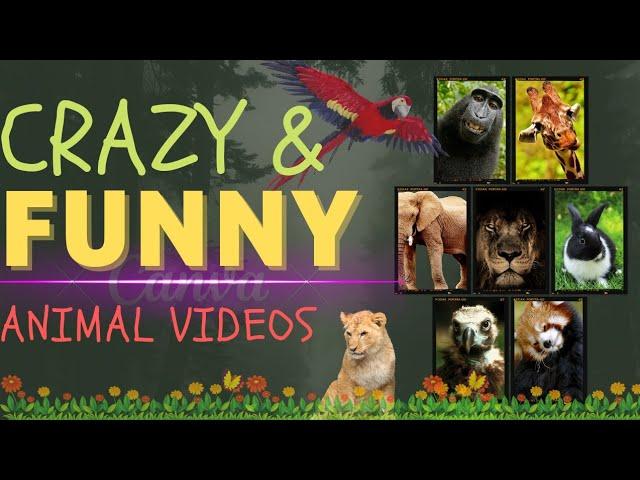 CRAZY AND FUNNY ANIMAL VIDEOS SHORT VIDEO#ANIMAL #TELEFLIX #CRAZY #funny #video