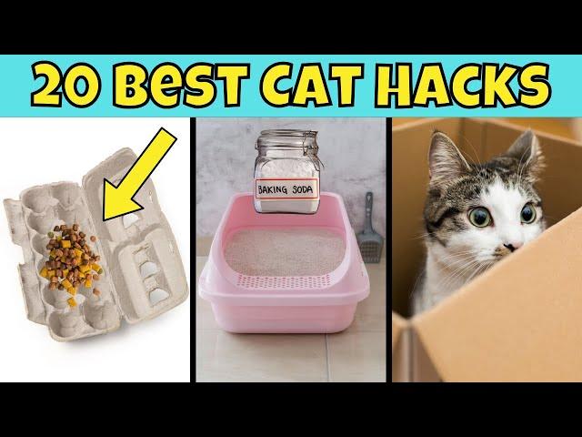 20 Game-Changing Cat Hacks You NEED to Try