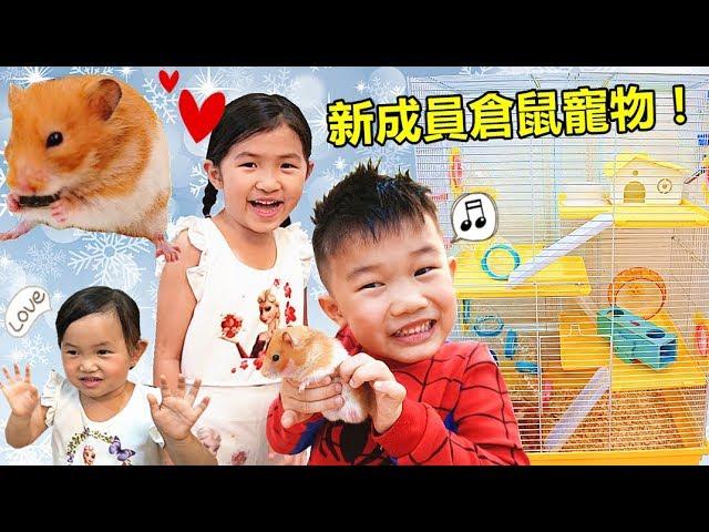 第一次養倉鼠寵物！Jo家來了新成員~真的好可愛喔！邊吃邊玩~ Our First Pets Hamster！By Jo Channel~