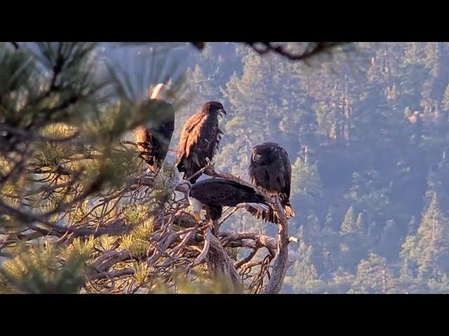 Nom-Nom-NomFamily Gathering On Lookout Snag@FOBBVCAM 2025-06-12