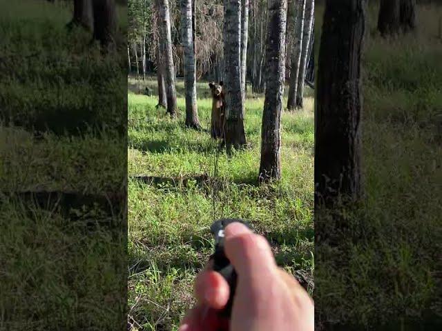 SABRE Bear Spray Used on a Black Bear Caught on Camera #bearsafety