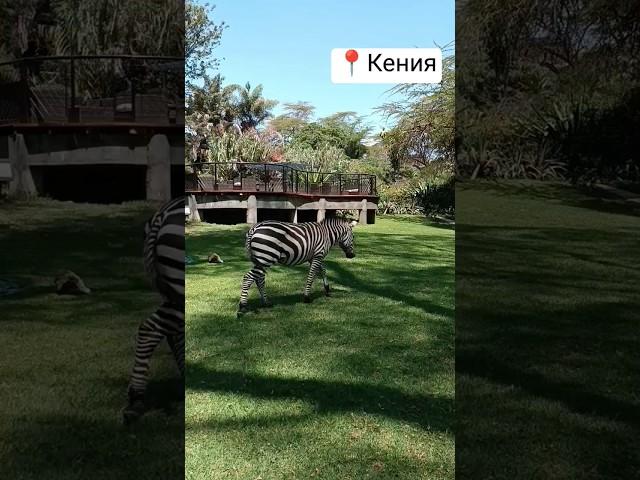 #африка #kenya #africansafari #nature #зебра #zebra #africantourism