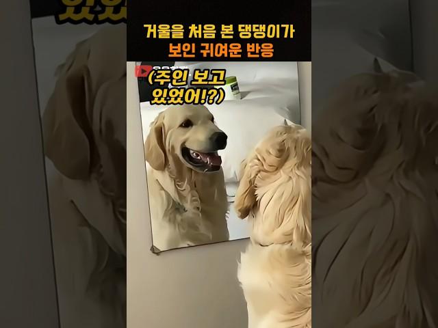거울을 처음 본 댕댕이가 보인 귀여운 반응