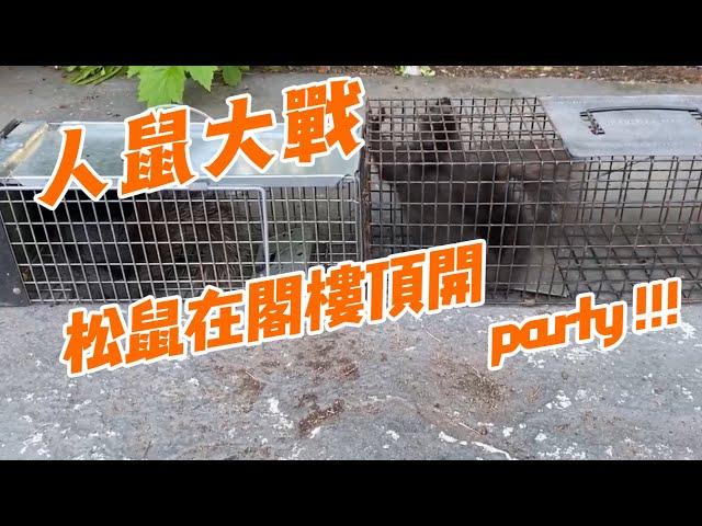 松鼠在閣樓上面開party-捕鼠记