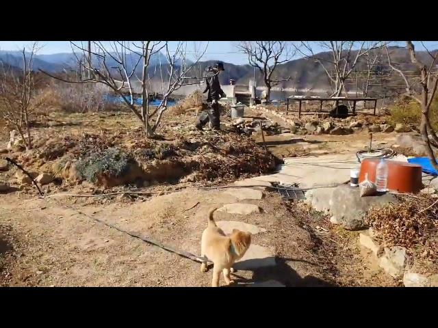 용담 초기