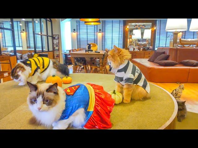 Happy Halloween from a Cat Café in Japan | Cat Café Mocha Lounge Ikebukuro East Exit 