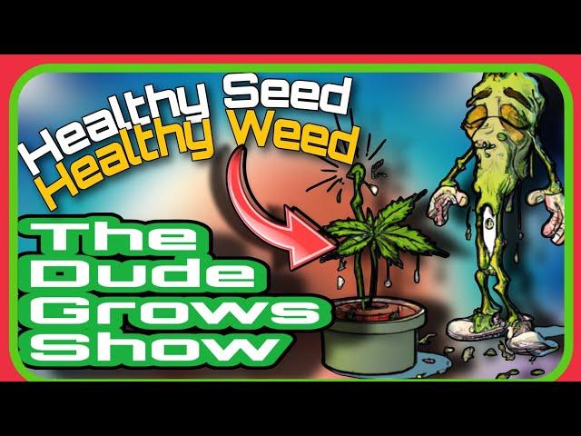 Nurturing Green Beginnings: Essential Tips Cannabis Seedlings - The Dude Grows Show 1,495