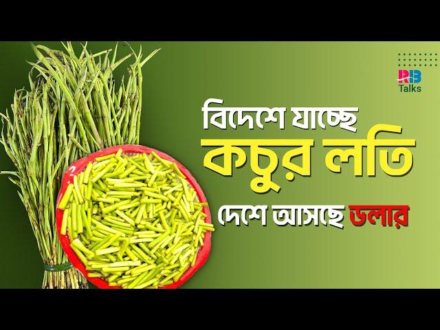 যে কারণে বিদেশে ভারতের চেয়েও বাংলাদেশি সবজির চাহিদা বেশি | Bangladeshi Vegetable| Kochur Loti